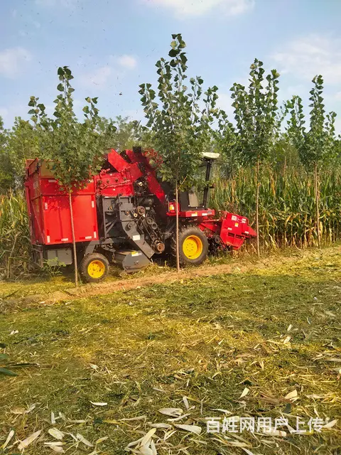 用户求购雷沃或英虎三行玉米收一辆 - 图片