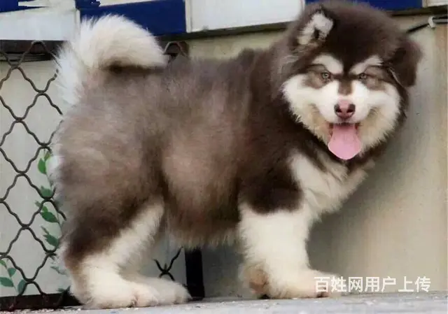 巨型阿拉犬舍 阿拉价格 阿拉斯加图片 阿拉斯加多少 - 图片 7