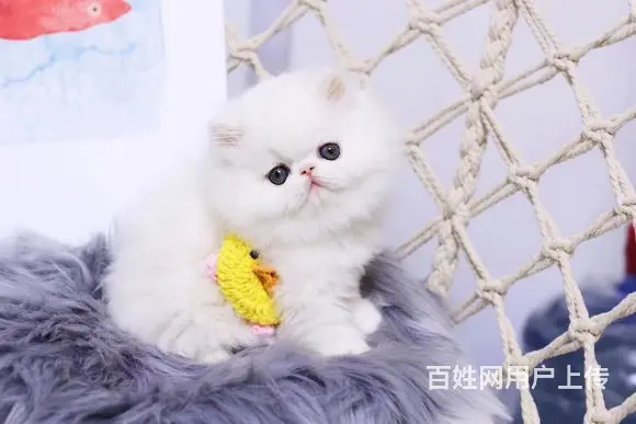 本地哪里有卖加菲猫的 加菲怎么护理 加菲好养吗 - 图片 4