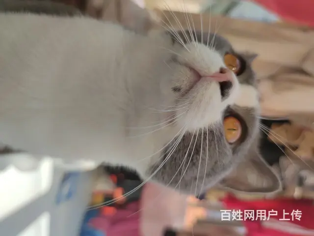 寻猫 英短蓝白 1岁半 - 图片 2