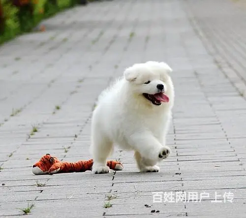 沈阳哪里有基地直销澳版熊版微笑天使萨摩耶幼犬大骨量 - 图片 4