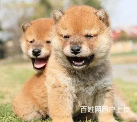 昆明买狗 昆明买柴犬的地方 昆明本地养狗场 - 图片 1