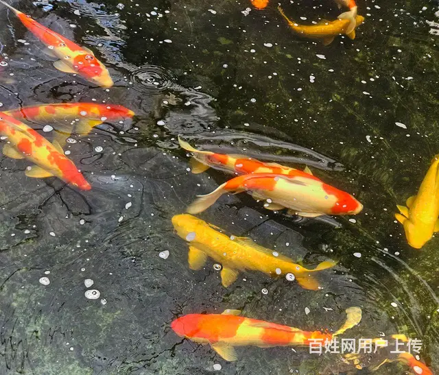 苏州批发零售锦鲤鱼 - 图片 6