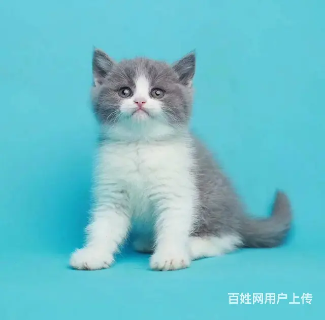 【cfa血统证书】 正八开脸 无病无癣 - 图片 2