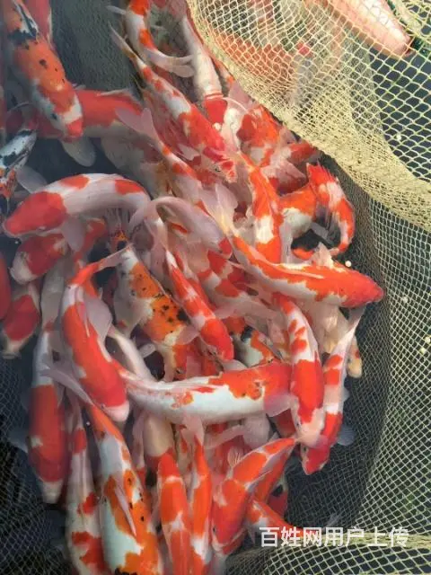 苏州出售锦鲤鱼过滤器材过滤设备 - 图片 5
