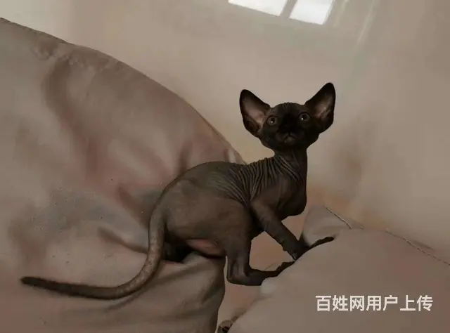 哪里有无毛猫卖的 无毛猫价格多少 疫苗齐全包健康 - 图片 5
