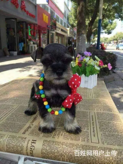 广州迷你雪纳瑞犬价格 狗舍直销 包纯种健康签协议 - 图片 1