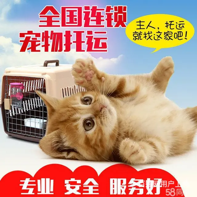 全国宠物托运 空运专车运输 铁路运输 - 图片 1