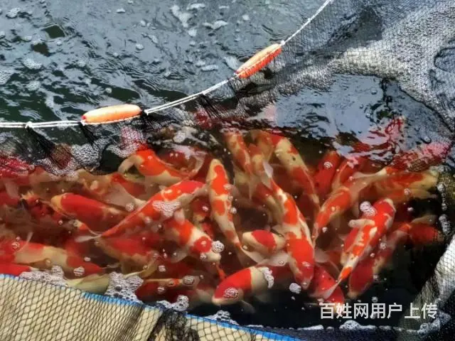 苏州永乐锦鲤鱼批发零售 - 图片 4