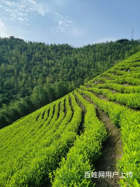 茶叶下油菜饼 提升茶叶品质 原产地直销 - 图片 1