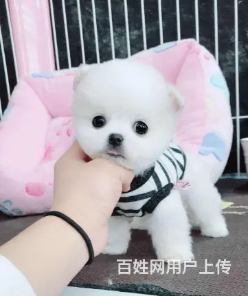 精品博美 来场可看到狗父母 健康签协议 直销 - 图片 6