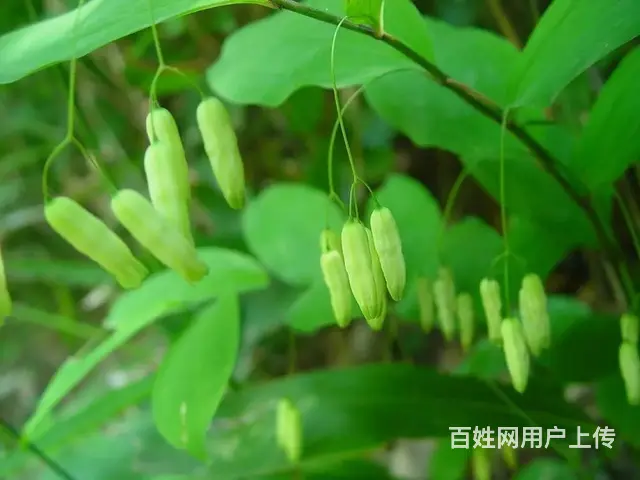湖北百草堂黄精种植为农户增收入，汇集一批技术好人才 - 图片 2
