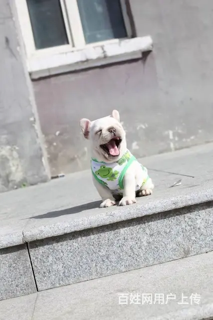 法国斗牛犬 法斗幼犬健康出售可挑选 - 图片 1