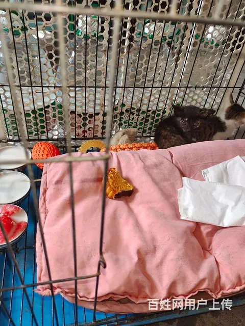 赠送小猫加奶粉送咪上门望善待余生 - 图片 2