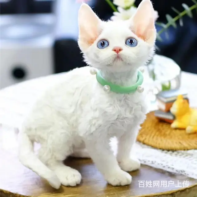 四川自贡德文猫幼崽价格多少 - 图片 8
