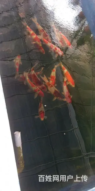 苏州大量出售锦鲤鱼单条15元起 - 图片 9