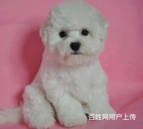 出售纯种比熊犬幼犬 棉花糖宝宝 北京法国比熊犬 - 图片 1