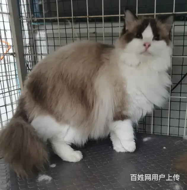 一群来自澳大利亚纯种布偶猫咪的后代转让中 - 图片 2