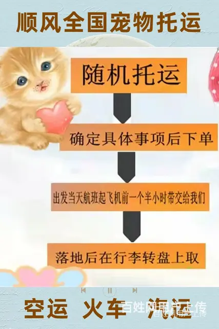2022芒市宠物托运（猫狗）邮寄快递（宠物活体运输新*闻） - 图片 4