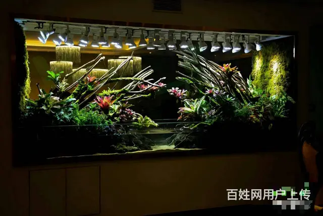 专业养护公司，家庭，大型工程鱼缸，兼卖鱼缸 - 图片 8