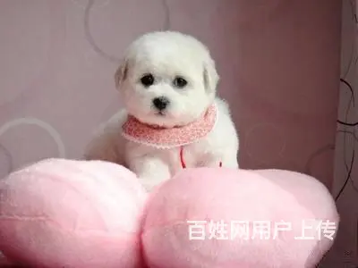 赛级比熊 比熊犬法国卷毛比熊 欢迎来犬舍挑选 - 图片 9