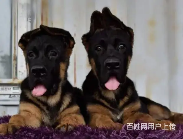 纯种德牧犬业出售 纯种德牧价格 赛级德牧幼犬出 - 图片 6