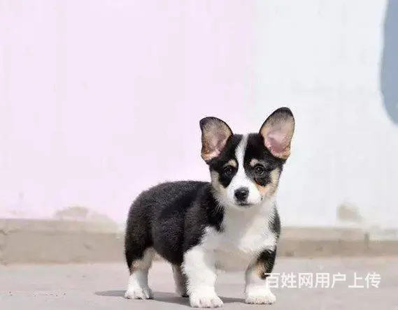 精品威尔士柯基犬出窝 三色柯基犬 纯种健康柯基犬 - 图片 7