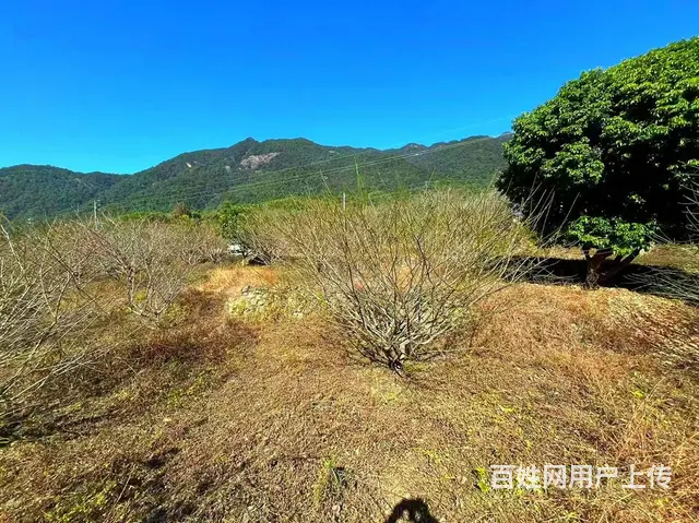 从化区良口镇旅游区溪水边3亩亩山地果园整体转让 - 图片 6