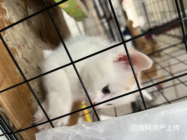自己家养的.40天的小猫！寻找有爱的主人 - 图片 5