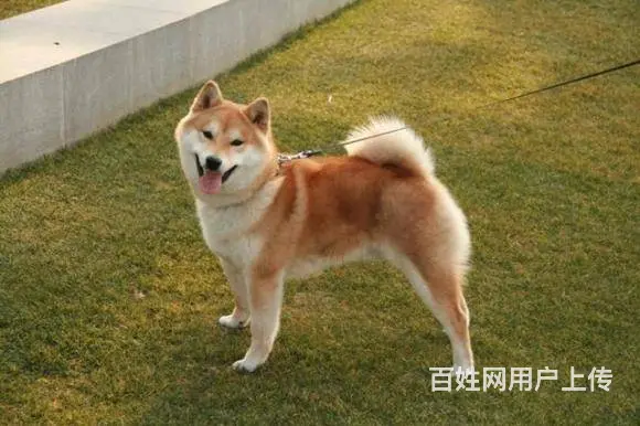 纯种柴犬 柴犬幼犬 柴狗 日本柴犬 柴犬幼犬纯种 - 图片 8