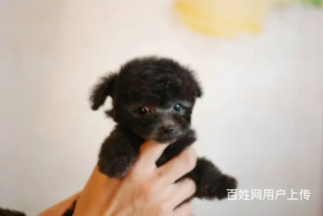 红色泰迪 ，灰色，玩具，茶杯泰迪犬，包健康，包品质 - 图片 4