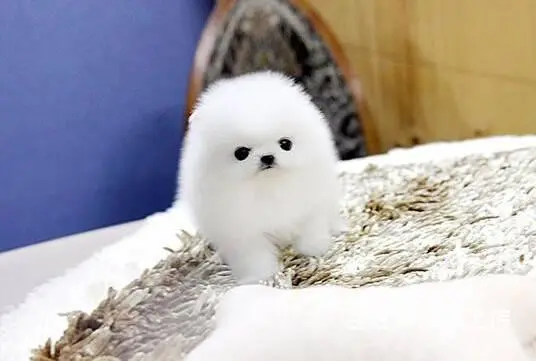 现在哪有卖博美小狗的 博美幼犬多少钱一只 - 图片 5
