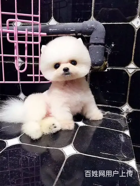 博美犬 茶杯幼犬出售 直销哈多利小体博美犬 - 图片 6