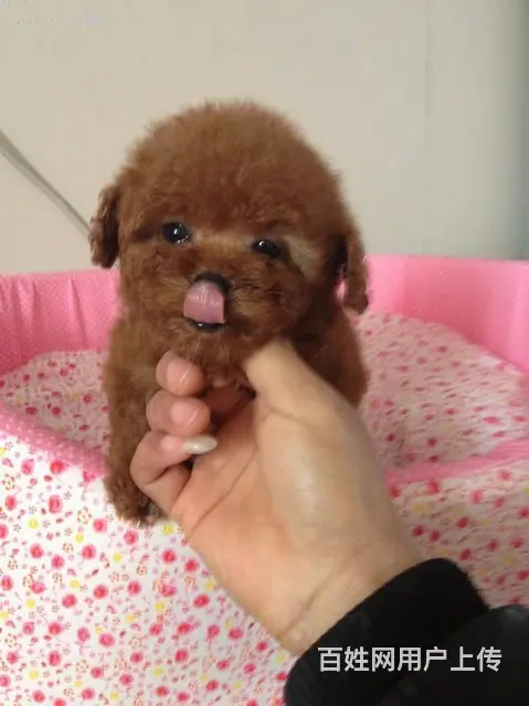 泰迪犬 纯种茶杯犬 价格优廉 品相俱佳 - 图片 6