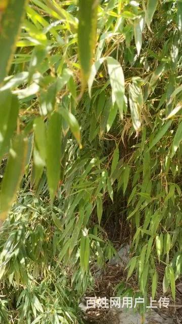 竹子树便宜卖了。 - 图片 1