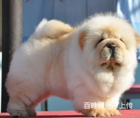 吕梁狗场卖松狮，狗场松狮多少钱一只 - 图片 3