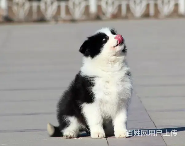 纯种高品质边牧幼犬出售 疫苗驱虫 保证健康可签协议 - 图片 5