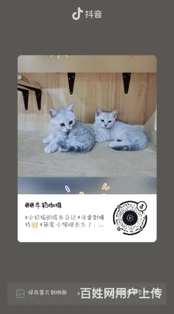 自家猫咪生的小不点，还有一个母的，三个公的，求收养 - 图片 4