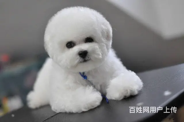 纯种比熊犬价格 法系卷毛比熊 签保障合同 可送货上 - 图片 1