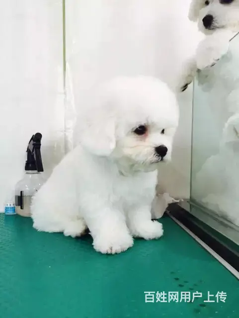 辽阳上哪可以看到比熊犬舍，比熊犬舍地址位置 - 图片 2