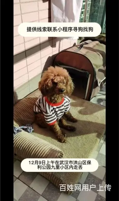千元寻宠 洪山区保利公园九里附近丢失泰迪犬一只 - 图片