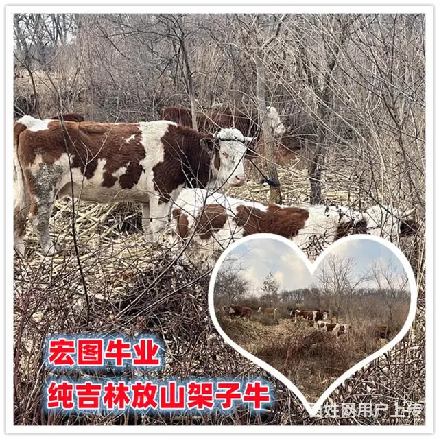 六百斤的 西门塔尔牛犊子 新的价格 - 图片 2
