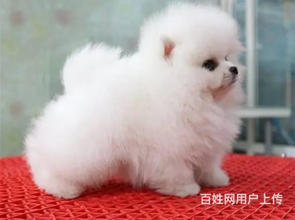 纯种茶杯博美犬出售 北京赛级博美犬价格 - 图片 5