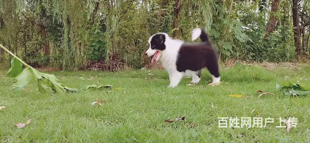 出售   高品质边牧宝宝【益帆边境犬舍】 - 图片 9