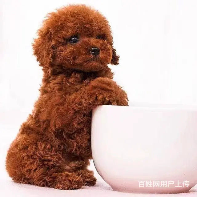 出售精品泰迪幼犬疫苗齐全多只可选 - 图片 1