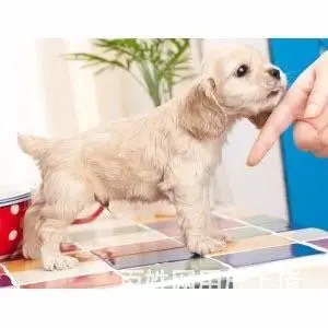 纯种可卡幼犬出售 驱虫疫苗已做好 全国送货上门 - 图片 6