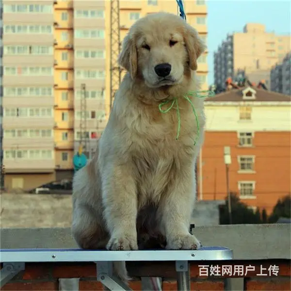 吕梁优质金毛如何挑选，优质金毛多少钱一个 - 图片 2