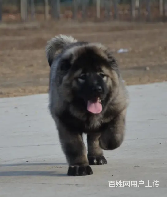 台州冠军直子双血统高加索犬健康保障60天可签协议 - 图片 1