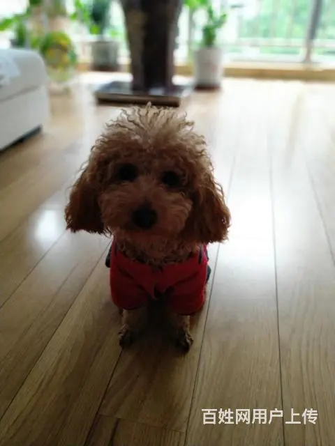 寻爱犬本人学生党找到狗我给予1000元积蓄 - 图片 1