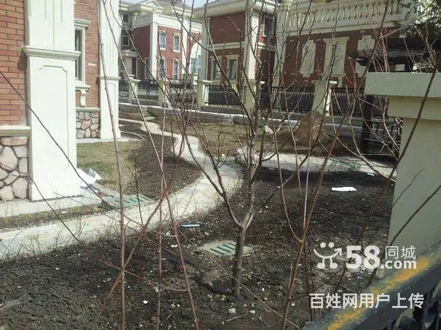 树木卖鹿粪鸡粪 猪粪 黑土 花土 假条茄子秧 - 图片 1